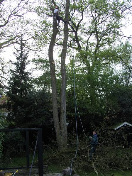 Corroderen Verantwoordelijk persoon steek Verwijderen van bomen incl. wortels te Doorn - Boomverzorging - Projecten |  - Hoveniersbedrijf Sinke